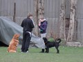 SAM_0933a