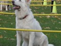 SAM_1818_a