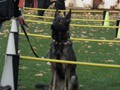 SAM_1828_a